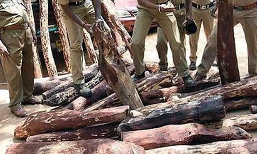 force recovered 30 red sanders logs left behind by the fleeing smugglers in Mangal area of Tirupati on Wednesday