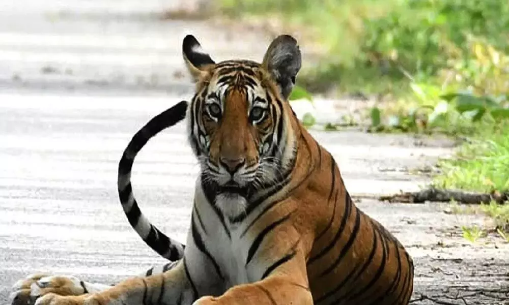 Tiger census sets Guinness Record for worlds largest camera trap survey