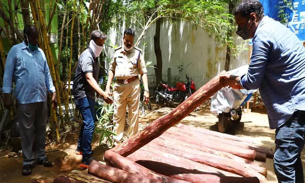 RSATF In-charge P Ravisankar  with seized red sandars logs at forest office in Tirupati on Saturday