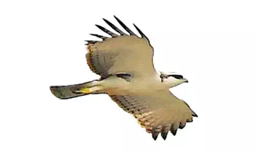 Telangana: A rare eagle spotted in Kagaznagar forest division