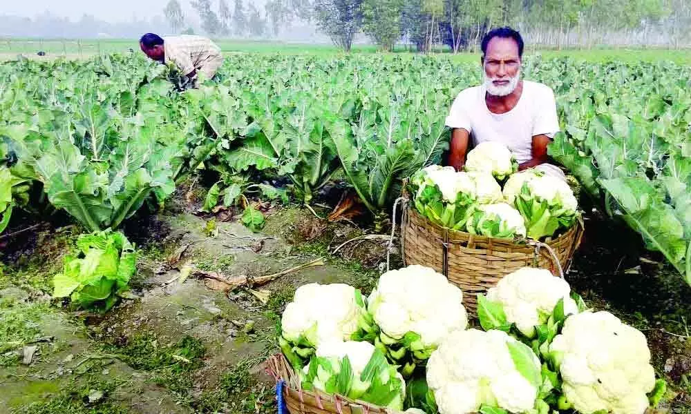 Bengaluru: Vegetable farmers to face huge loss due to unexpected lockdown