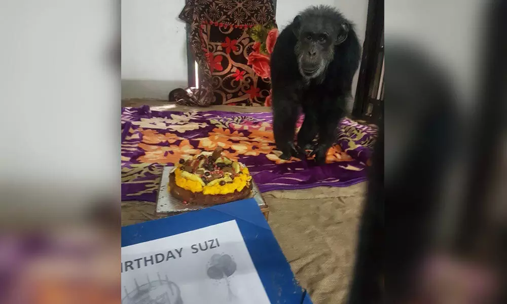 Suzi celebrates 34th birthday
