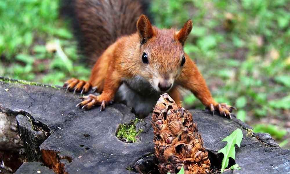 Squirrel tests positive for bubonic plague in Colorado