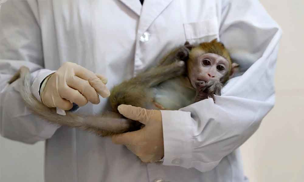 Vaccine tests on monkeys risk disease, warns PETA