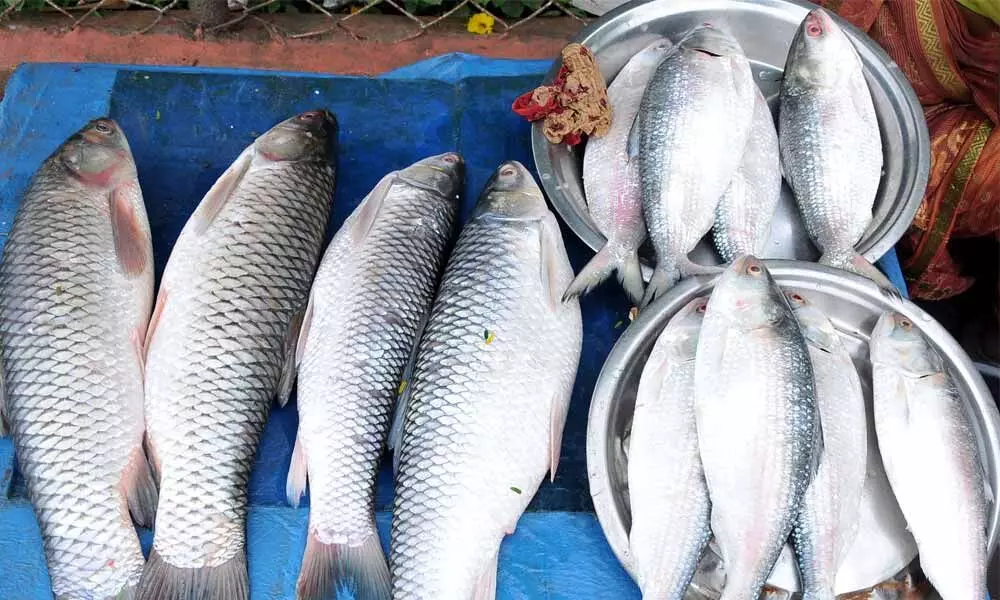 Pulasa fish in Godavari