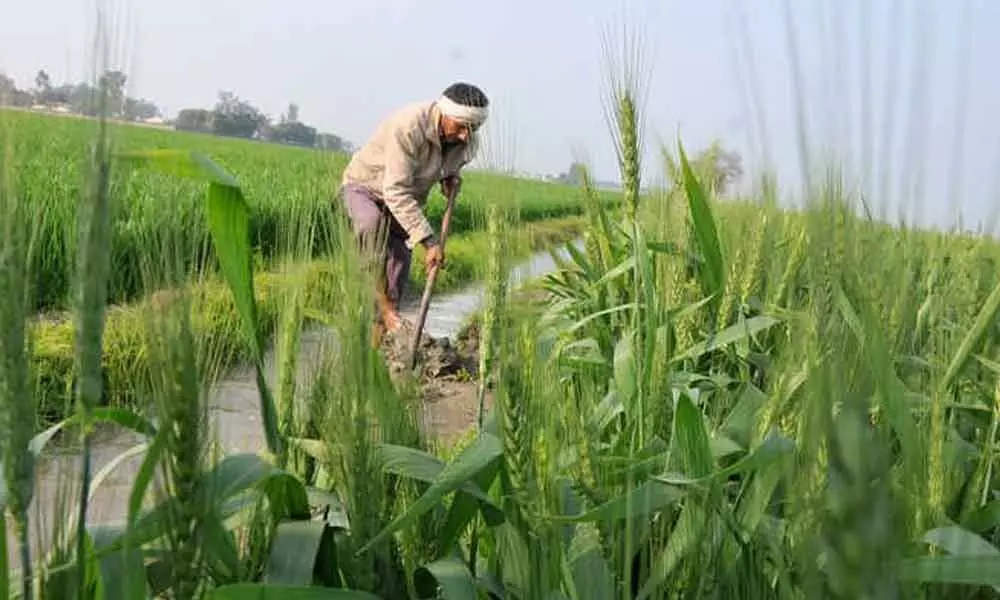 9.5 lakh Punjab farmers, families under health cover