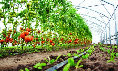 Ranga Reddy district lacks horticulture officials