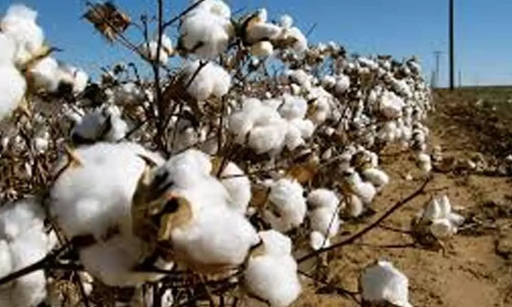 Nellore: Cotton farmers leave crop for cattle grazing
