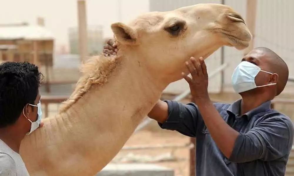 Slaughtering, consuming or buying camel meat illegal