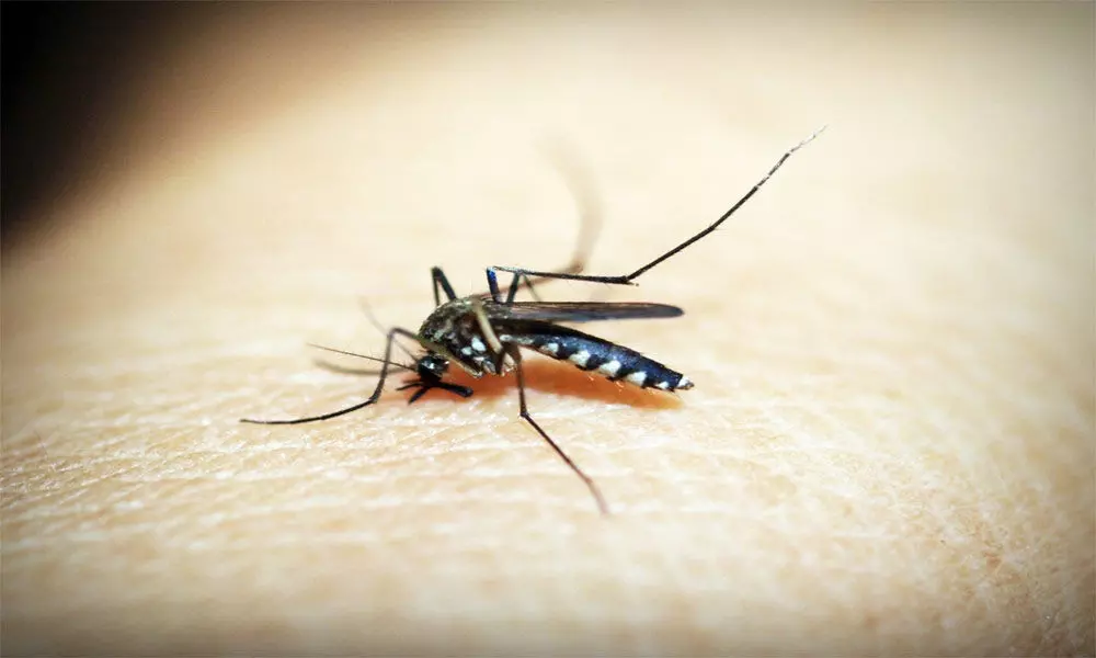 Coronavirus transmission via mosquito
