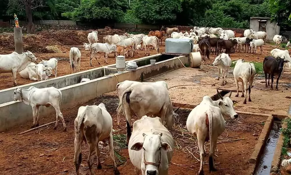 Cattle at Simhachalam Devasthanam Ghosala in Visakhapatnam