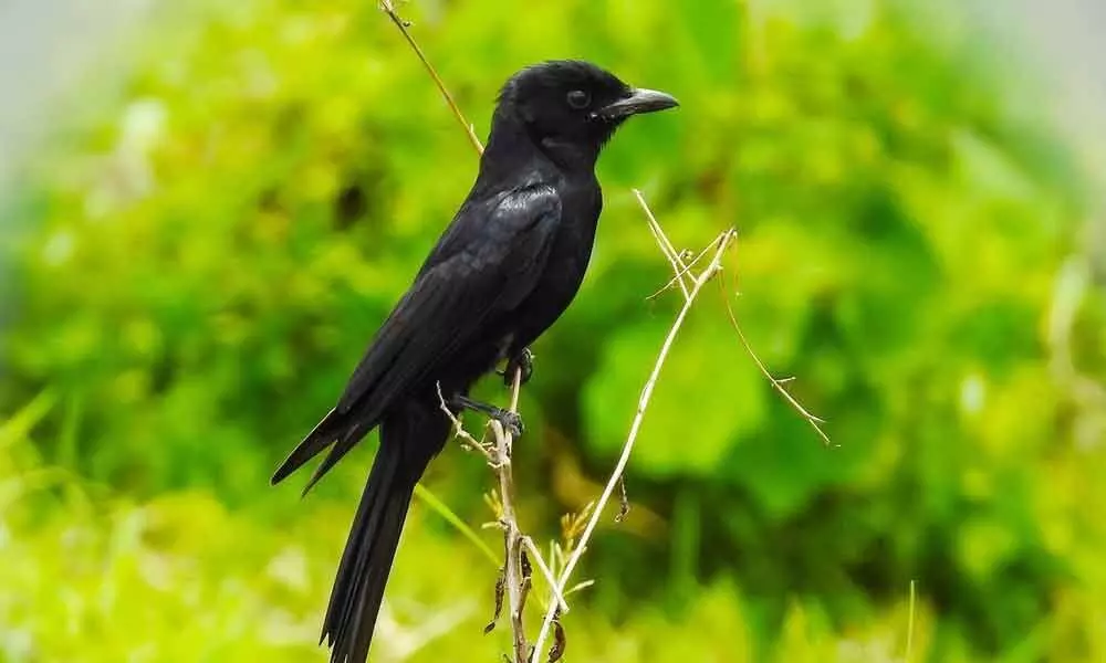 Bird lover documents 102 species during lockdown