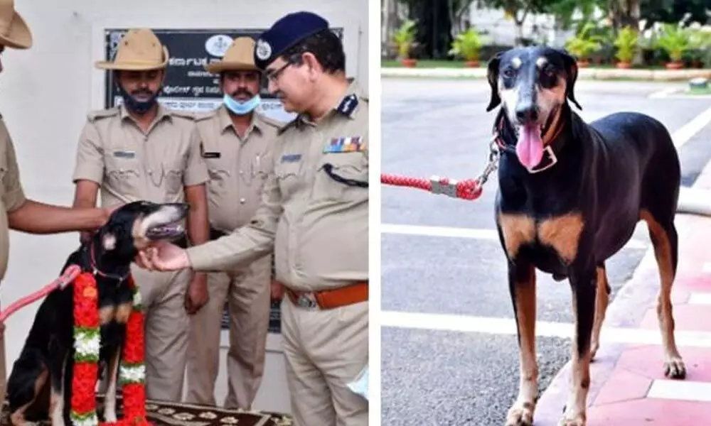 Karnataka Police Sniffer dog runs12 km to track down murder accused