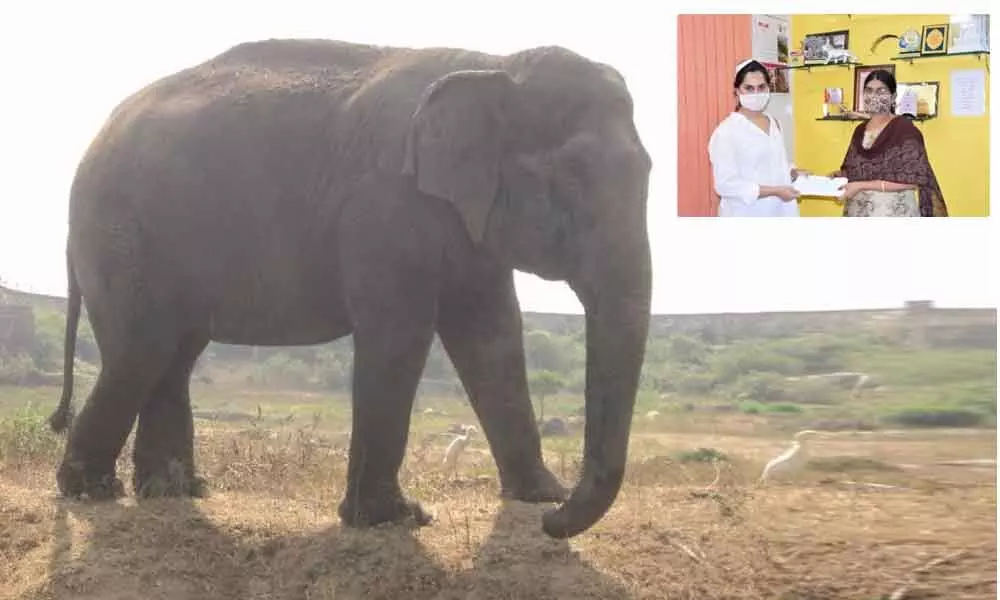 Upasana Kamineni Konidela, vice chairperson of Apollo Foundation adopted an elephant Rani here on Monday