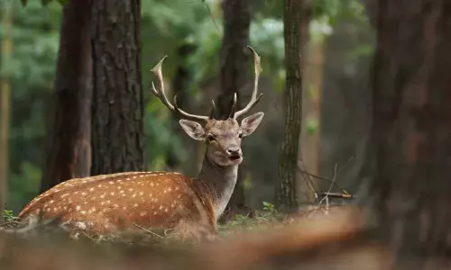 Unspecified number of deer swept away in swollen Ganga, seven rescued: Officials