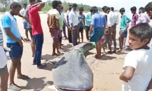 The large shark caught by fishermen