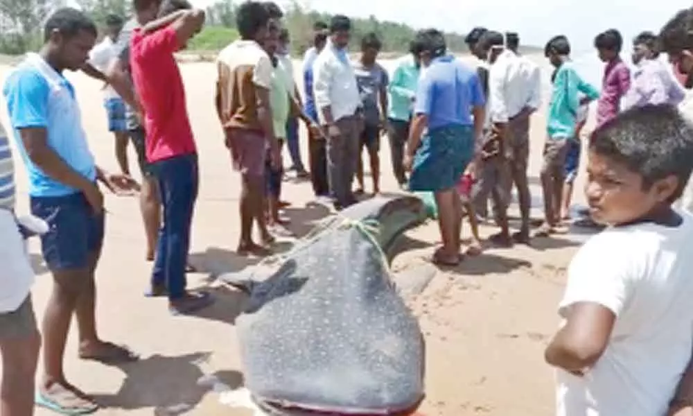 The large shark caught by fishermen