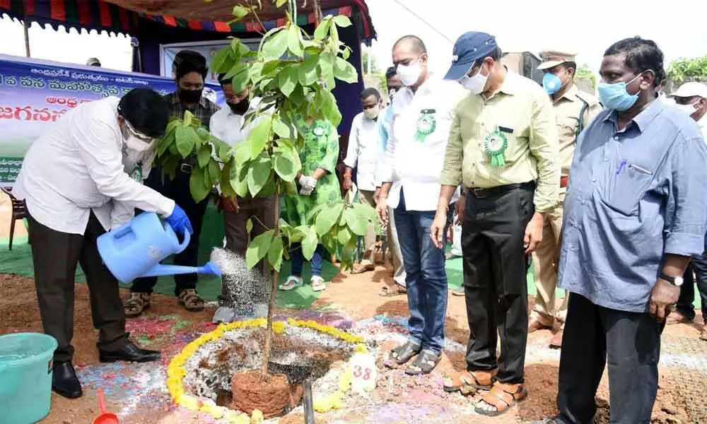West Godavari District Collector R Muthyala Raju watering a sapling in Eluru on Wednesday