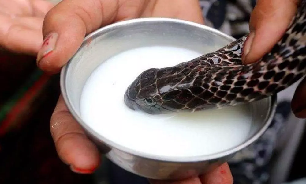 Don’t feed milk to snakes, plead activists