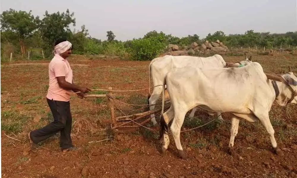 A farmer tilling his land in Khammam district