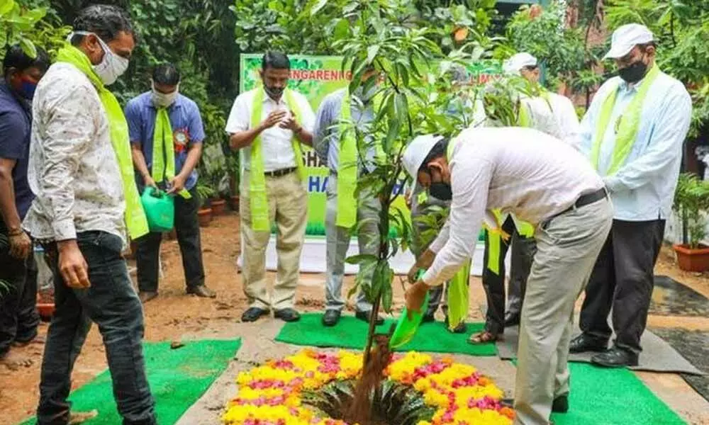 After planting sapling, SCCL CMD N Sridhar watering them under the programme in Hyderabad on Thursday