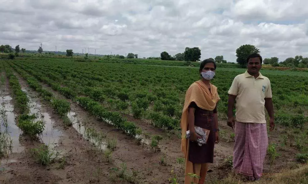 Horticulture Officer Sagarika showing the chilly and onion crops submerged in floodwaters in Dhone constituency.