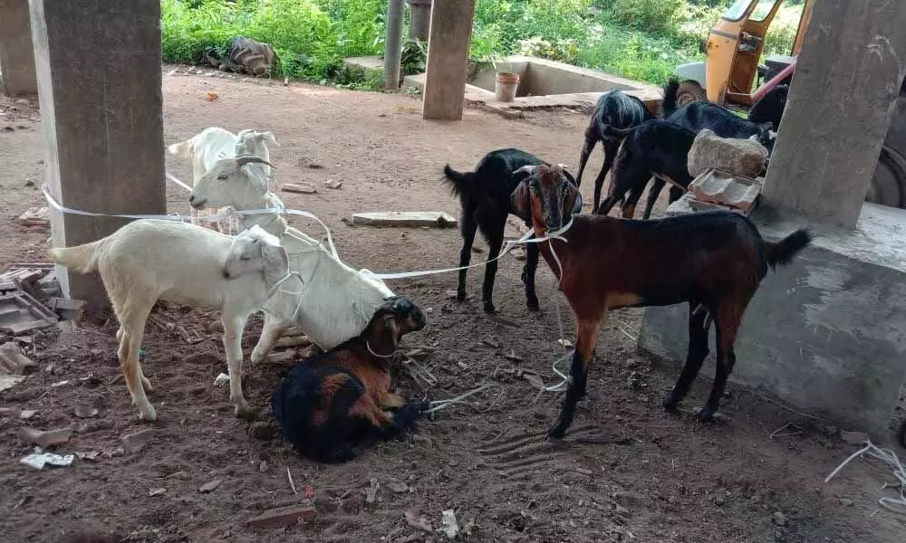 The goats on which Yellandu Municipal Commissioner imposed fine