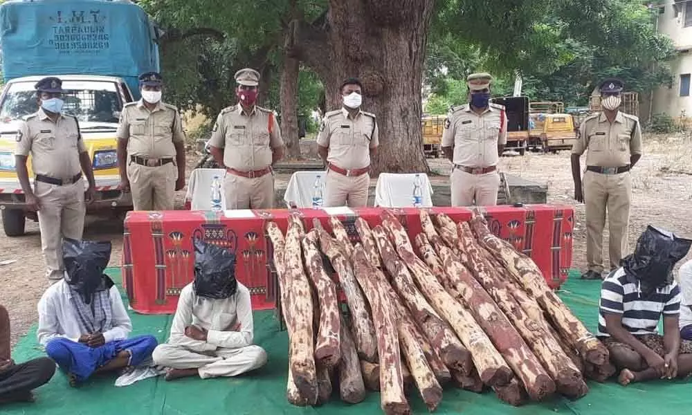 Police producing arrested red sanders smugglers before media in Kadapa on Monday.