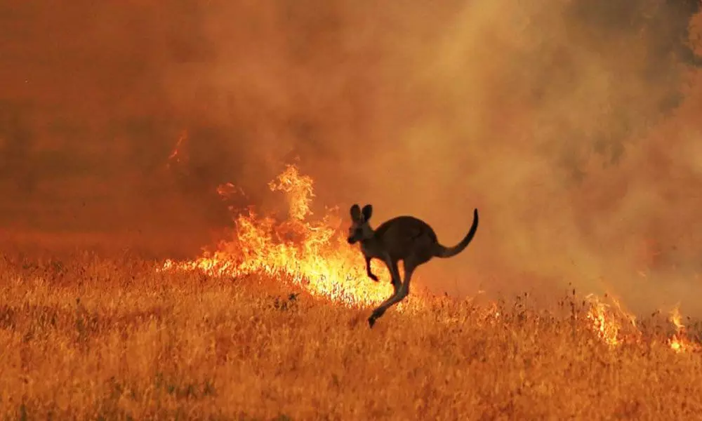 3 billion animals killed, displaced in Australian wildfires
