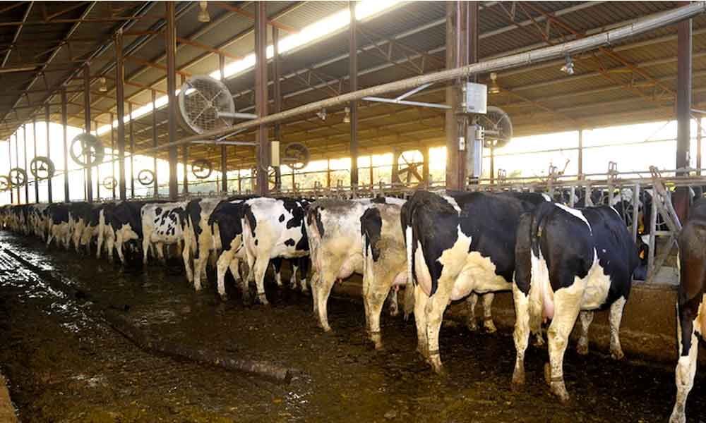 Hyderabad Mega dairy to usher in 2nd phase White Revolution