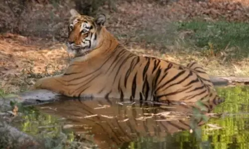 Telanganas Amrabad Tiger Reserve vulnerable to habitat degradation