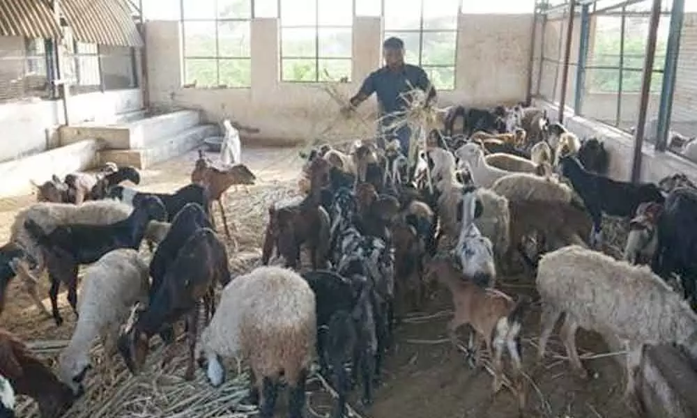 Hyderabad: Sheep, goat traders take business online