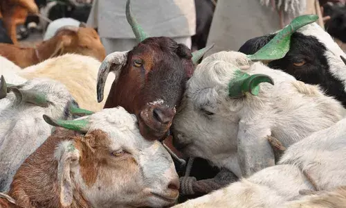 HC asks Telangana govt. to take action over illegal animal slaughtering on Bakrid