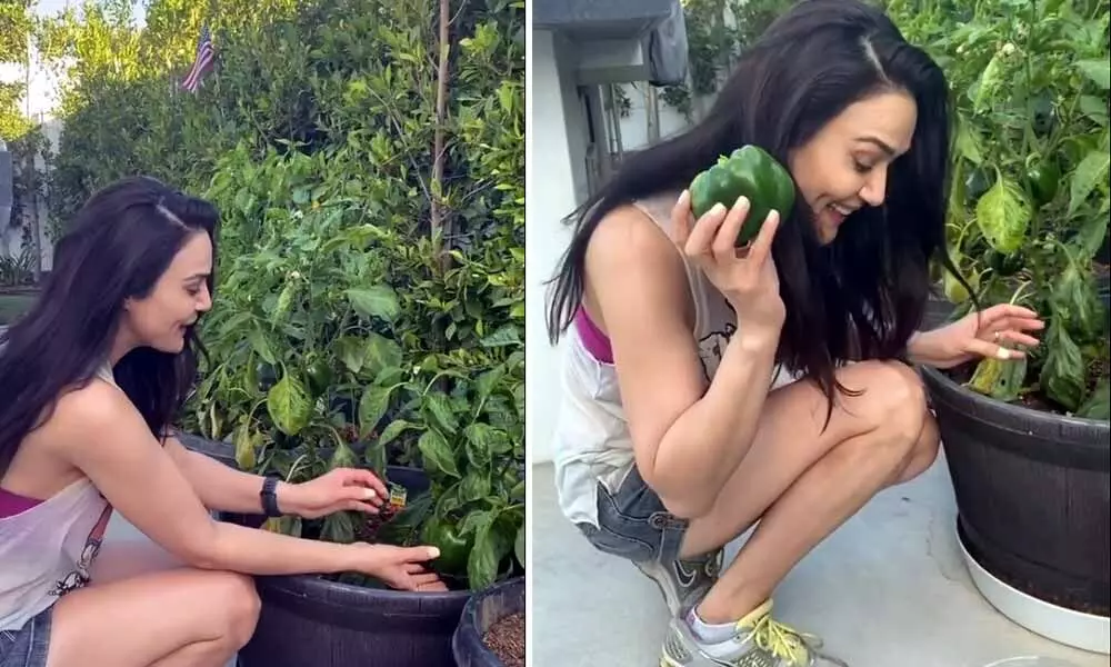 Ghar Ki Kheti: Preity Zinta Shows Off Her Kitchen Garden