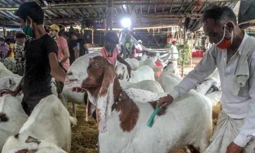 Public gatherings banned in Maharashtras Bhiwandi, Palghar on Bakrid