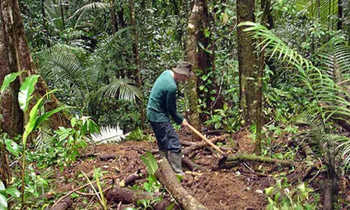 Haritha Haram plants