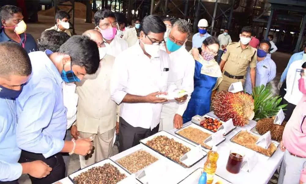 Transport Minister Puvvada Ajay Kumar inspecting oilfarm seeds in a factory at Apparaopet in Kothagudem on Saturday