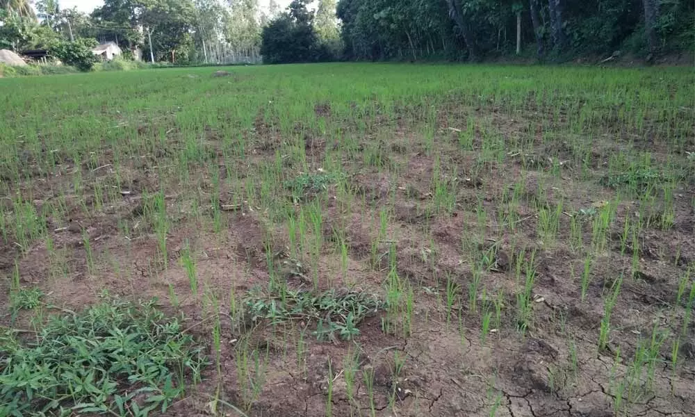 A paddy field