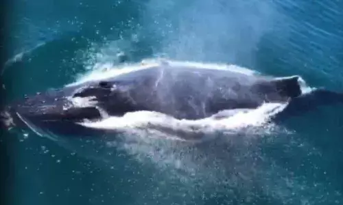 Woman injured by whale at Australian tourist spot