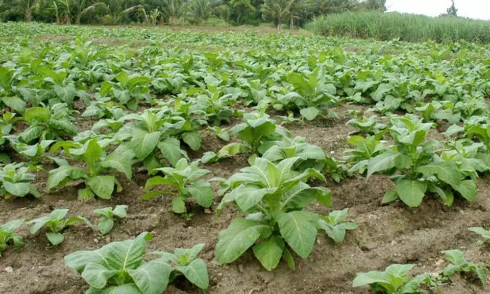 Tobacco Board fixes 115 million kg production for Andhra Pradesh