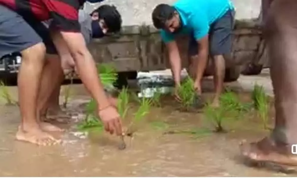 Students plant saplings in potholes as a protest