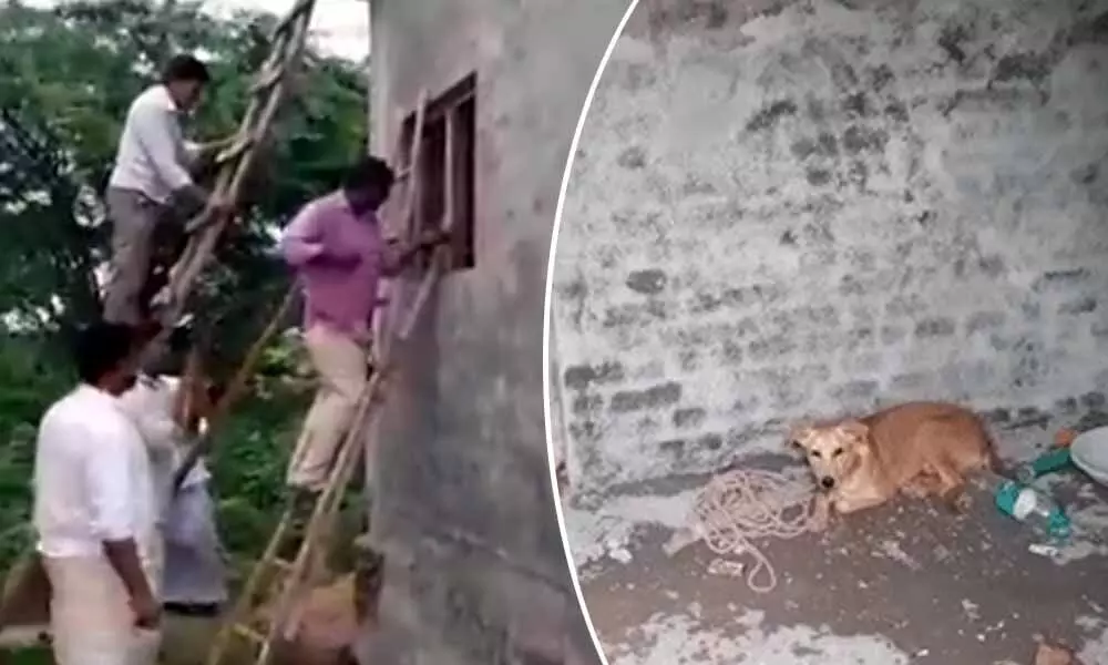 Hilarious moment: Dog locks itself inside under-construction building in Sangareddy