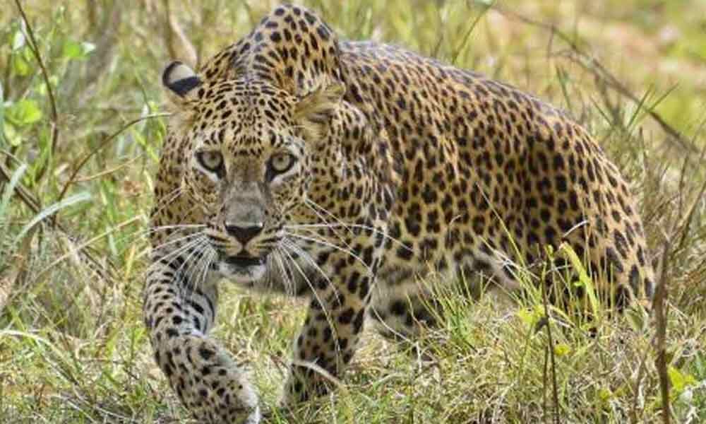 Leopard attacks over bike rider on Tirumala ghat road