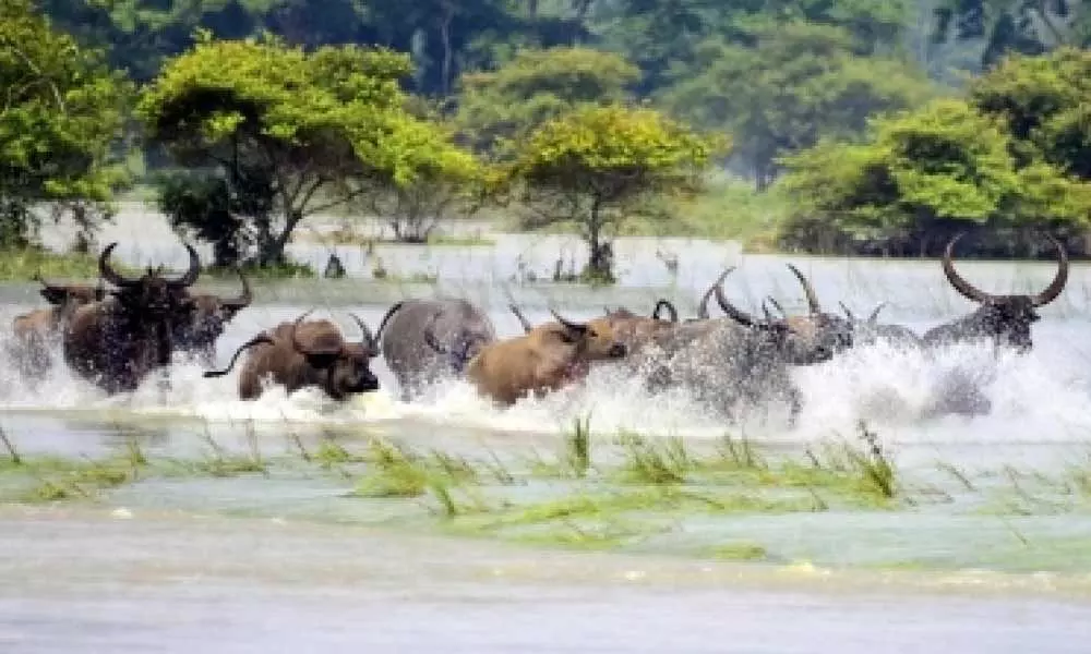 So far, 18 rhinos, 135 other animals dead in flooded Kaziranga