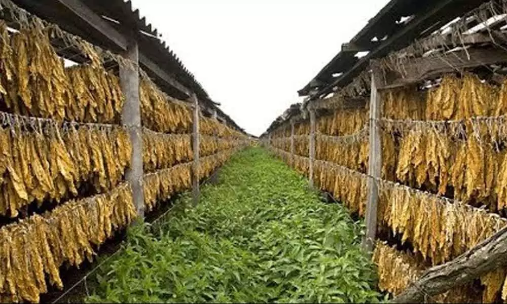 Guntur: Tobacco crop production target to be decided on Aug 18