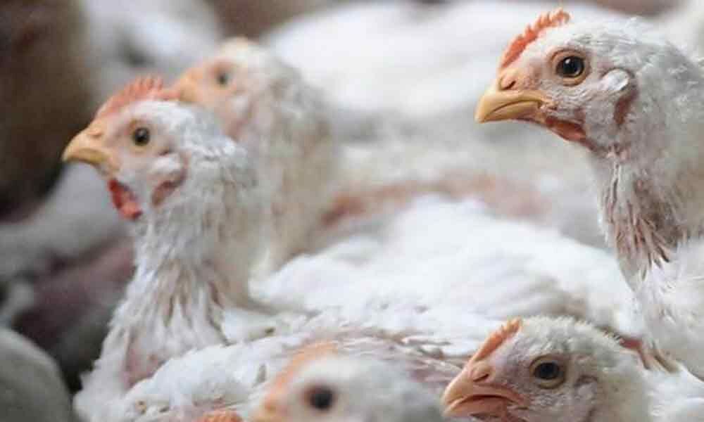 Stop using cruel methods to kill male chicks Goa government