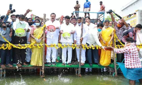 Animal Husbandary and Fisheries Minister Talasani Srinivas Yadav and MLA Bollam Mallaiah Yadav releasing fish seeds in Pedda Cheruvu in Kodad town on Friday