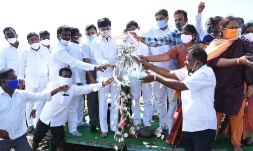 R&B Minister V Prashanth Reddy releasing fish seeds in a pond in Adluru village on Friday