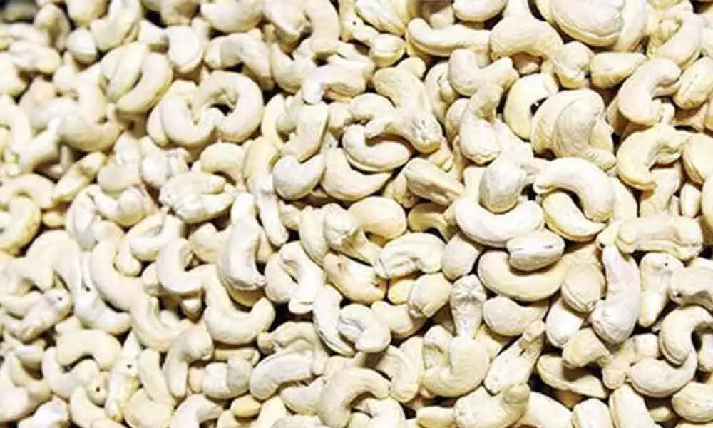 Cashew India app for farmers launched