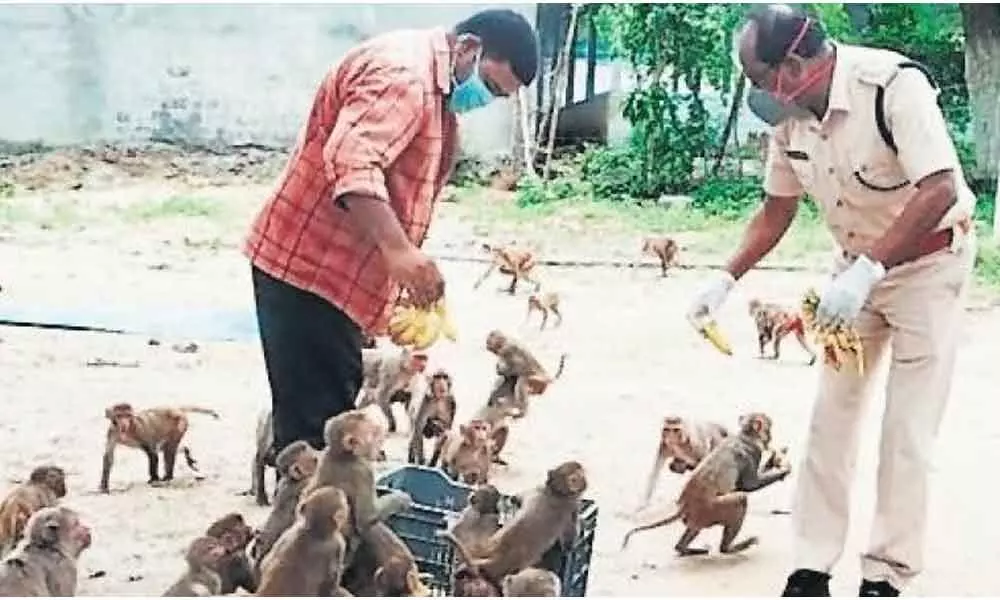 ACP Venkatesh turns Samaritan to monkeys